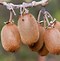 Image result for Kiwi Plants Male and Female