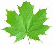 Image result for Maple Leaf Close Up