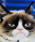Image result for Grumpy Cat Meme Template