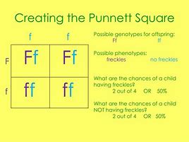 Image result for Punnett Square 2 Traits