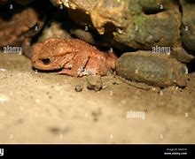 Image result for Tired Toad