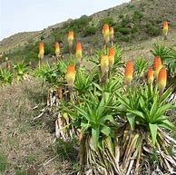 Image result for Kniphofia northiae