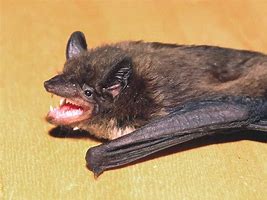 Image result for Bat Species Native to South Georgia