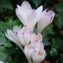 Image result for Colchicum byzantinum Innocence