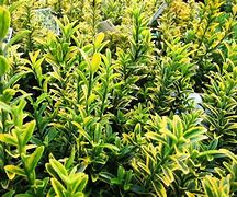 Image result for Euonymus japonicus Aureomarginatus