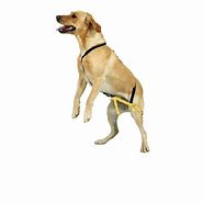 Image result for No Jump Dog Harness