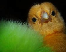 Image result for Mad Baby Chicks