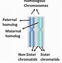 Image result for Homozygous Allele Pair Example