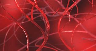 Image result for Small Blood Vessels