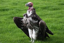 Image result for vultures