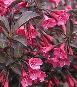 Image result for Weigela florida Alexandra