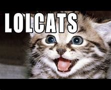 Image result for Lolcats