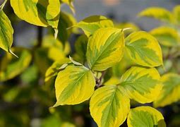 Billedresultat for Cornus alternifolia Golden Shadow
