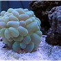 Image result for Sea Clam