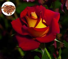Image result for Exotic Tea Rose Seeds