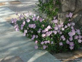 Image result for Oenothera Siskiyou