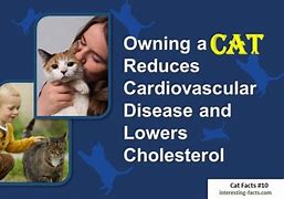 Image result for Fun Facts About Cats