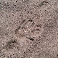 Image result for Porcupine Footprint