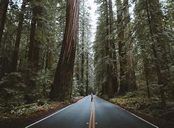 Image result for Wallpaper Forest Street 4K