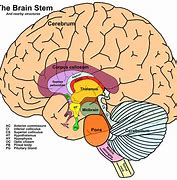 Image result for Brain Stem Anatomy Labeled