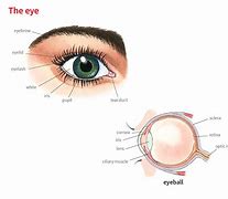 Image result for Eyebrow Parts