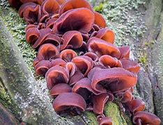 Image result for Bat Ears Mushroom