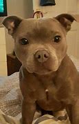 Image result for Pitbull Babies