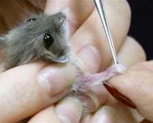 Image result for Smallest Hamster in the World