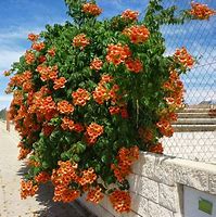 Image result for Trumpet Vine Seed Pods