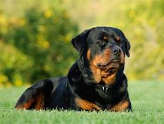 Image result for Rottweiler Similar Dog