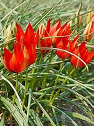 Image result for Tulipa Lizzy