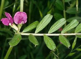 Image result for Common Vetch