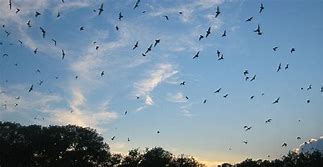 Image result for Bats in the Sky Northeast