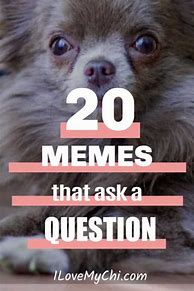 Image result for Dog Question Meme