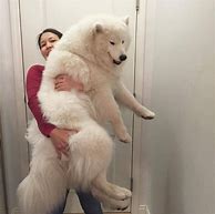 Image result for Cute Big Dog Breeds