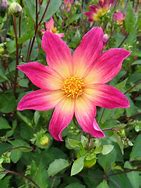 Image result for Dahlia Bright Eyes