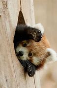 Image result for Funny Animals in Nature