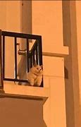 Image result for Cat Looking through Window