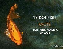 Image result for Facts About Koi Fish