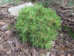 Image result for Pinus mugo Benjamin