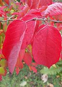 Image result for Neoshirakia japonica