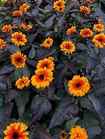 Image result for Heliopsis Funky Spinner