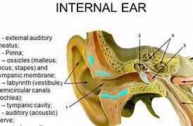 Image result for Internal Acoustic Meatus Bone