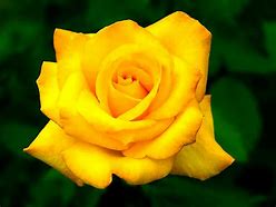 Image result for Bright Yellow Roses