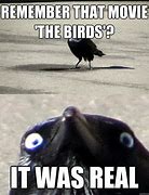 Image result for The Birds Movie Memes