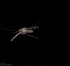 Image result for Van Ripper Mosquito