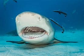 Image result for Osaka Aquarium Shark Mouth