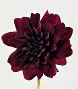 Image result for Burgundy Color Flowers