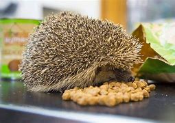 Image result for Hedgehog Food Tree