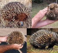 Image result for Spiny Echidna